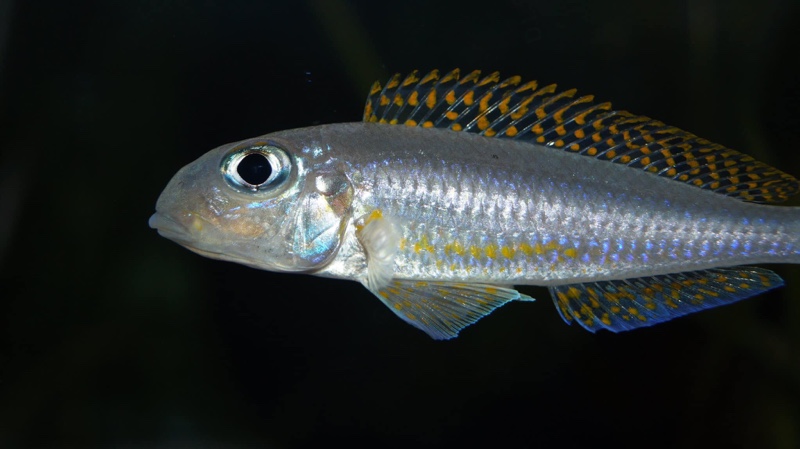 Xenotilapia flavipinnis 'Kiriza'